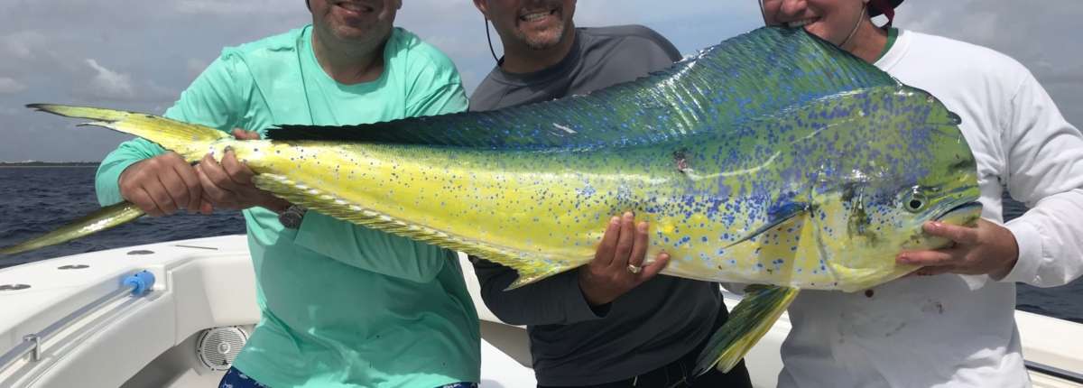 dolphin fishing charter